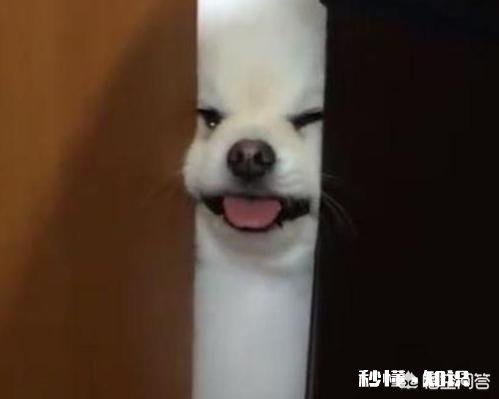 狗狗体外和体内驱虫，多长时间一次合适