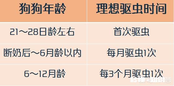 狗狗体外和体内驱虫，多长时间一次合适