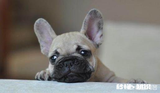 狗狗体外和体内驱虫，多长时间一次合适