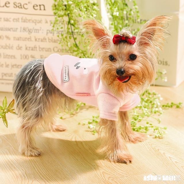 狗狗体外和体内驱虫，多长时间一次合适