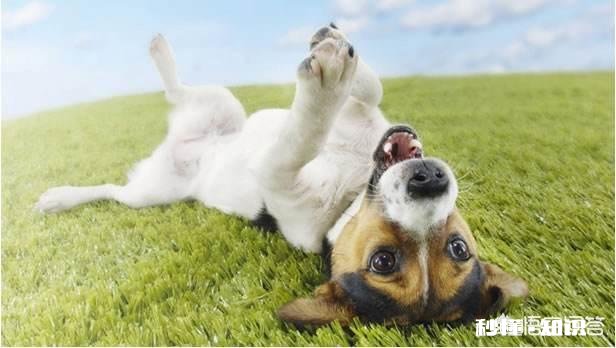 泰迪狗狗怎么放出来就喜欢吃草