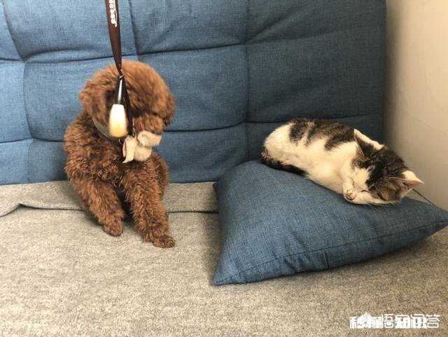 泰迪狗狗怎么放出来就喜欢吃草