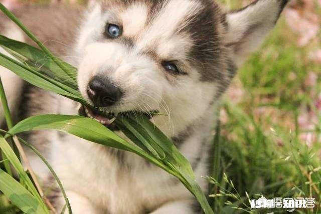 泰迪狗狗怎么放出来就喜欢吃草