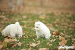 泰迪狗狗怎么放出来就喜欢吃草