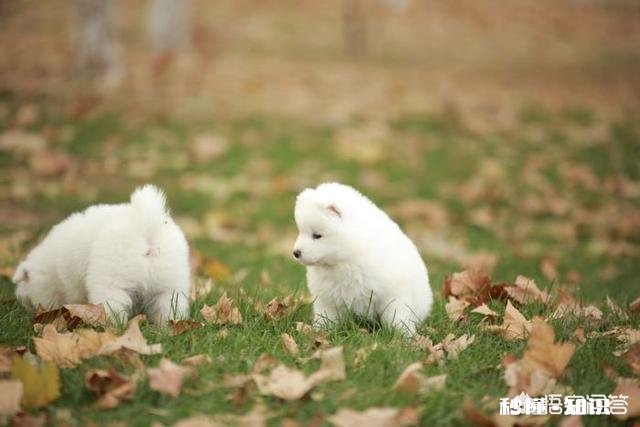 泰迪狗狗怎么放出来就喜欢吃草