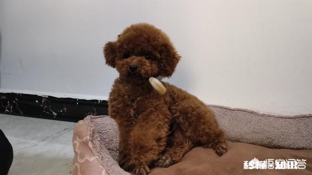 泰迪狗狗怎么放出来就喜欢吃草