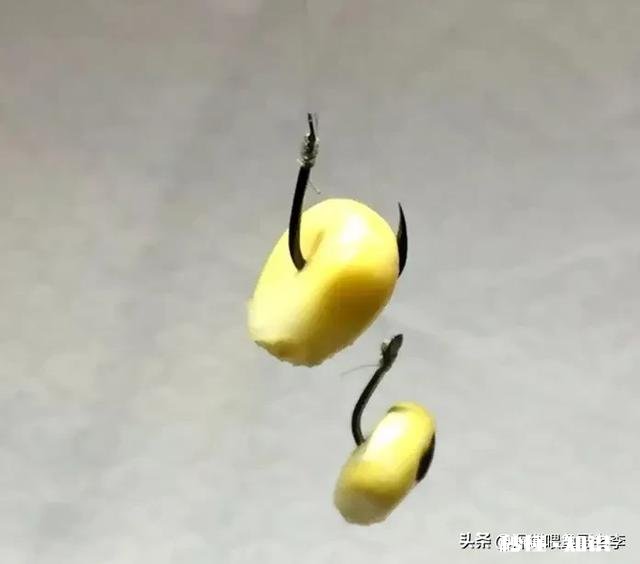 夜钓用电子漂挂玉米怎么调漂