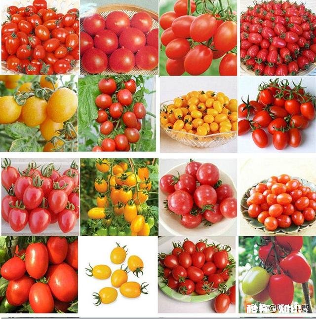 为什么要使用进口的种子呢感觉现在中国科技也不差啊