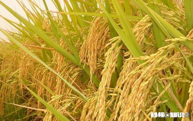 为什么要使用进口的种子呢感觉现在中国科技也不差啊