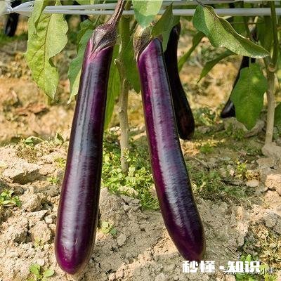 为什么要使用进口的种子呢感觉现在中国科技也不差啊