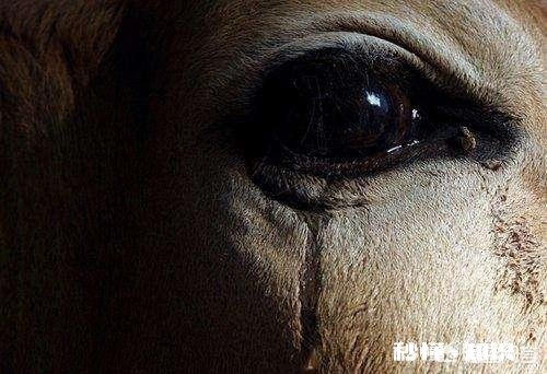 人类在宰杀鸡鸭鱼的时候，它们会有恐惧感吗