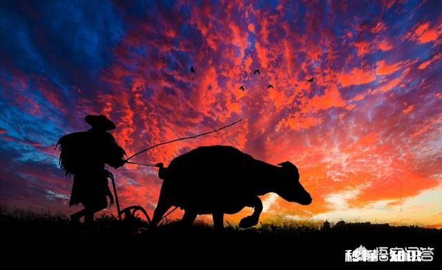 人类在宰杀鸡鸭鱼的时候，它们会有恐惧感吗