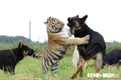 人类在宰杀鸡鸭鱼的时候，它们会有恐惧感吗