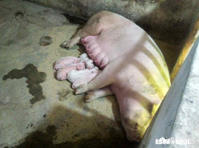 人类在宰杀鸡鸭鱼的时候，它们会有恐惧感吗