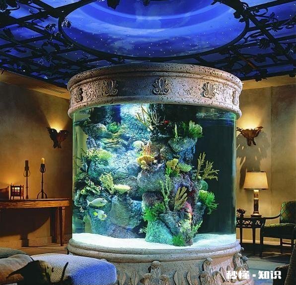 要不要在家装大鱼缸