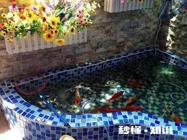 要不要在家装大鱼缸