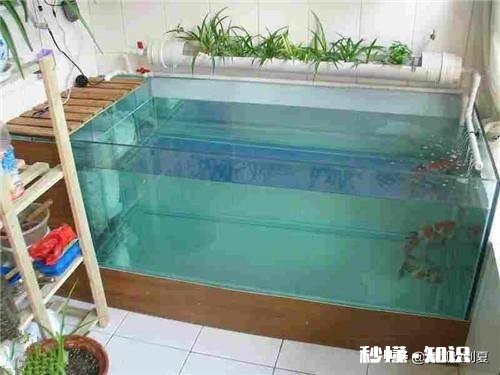 要不要在家装大鱼缸