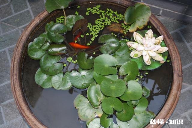 要不要在家装大鱼缸