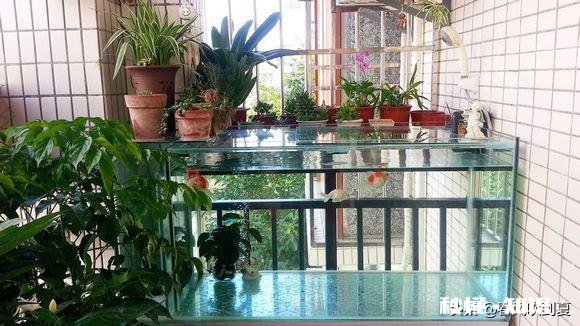 要不要在家装大鱼缸