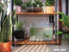 要不要在家装大鱼缸