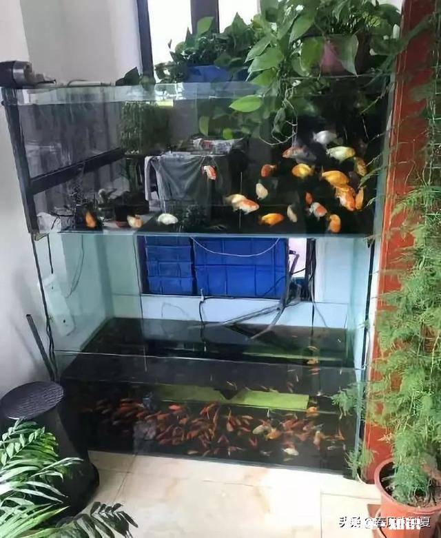 要不要在家装大鱼缸