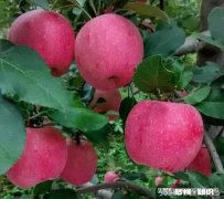 什么成语可以形容看着美丽的人就感觉不饿了