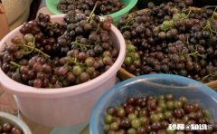 葡萄酒是怎么做的