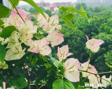 叶子花，三角梅三门峡能长吗