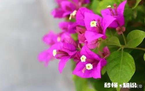叶子花,三角梅三门峡能长吗