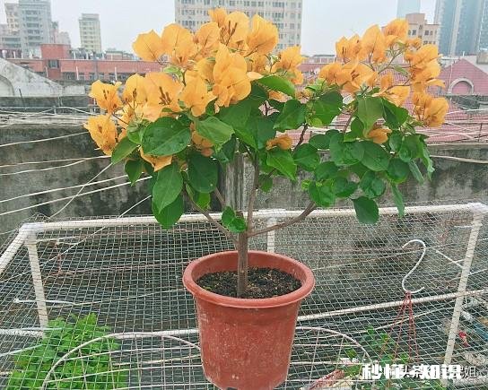 叶子花,三角梅三门峡能长吗