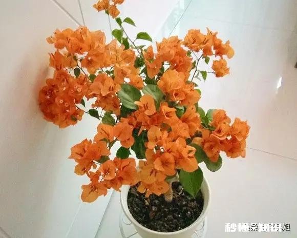 叶子花,三角梅三门峡能长吗