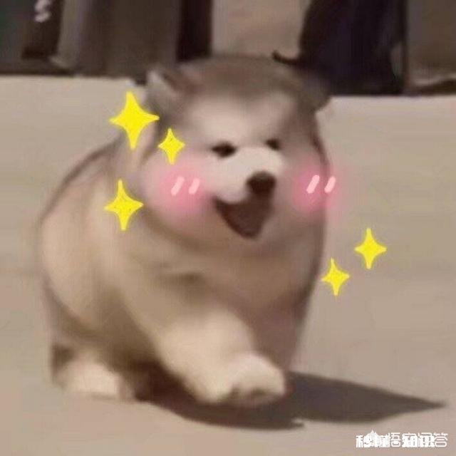 有哪些让人笑到肚子疼的照片