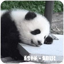 有哪些让人笑到肚子疼的照片