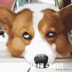 有哪些让人笑到肚子疼的照片