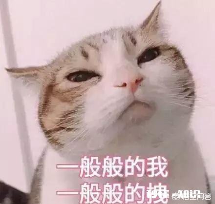 有哪些让人笑到肚子疼的照片