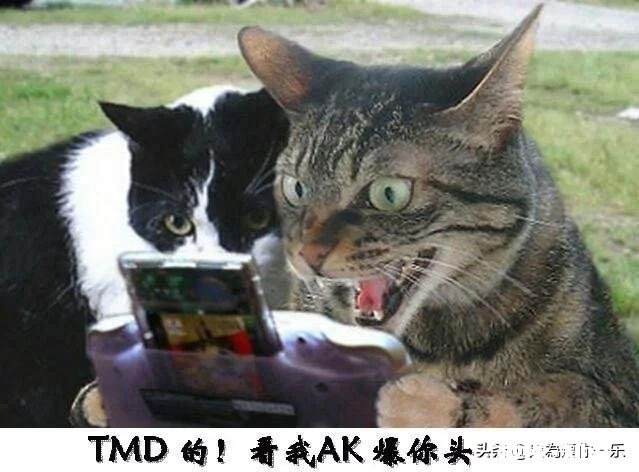 有哪些让人笑到肚子疼的照片