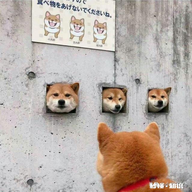 有哪些让人笑到肚子疼的照片