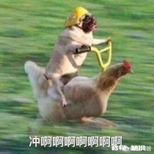 有哪些让人笑到肚子疼的照片