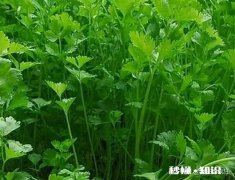 被农药污染过的土地，能不能种菜，怎么样