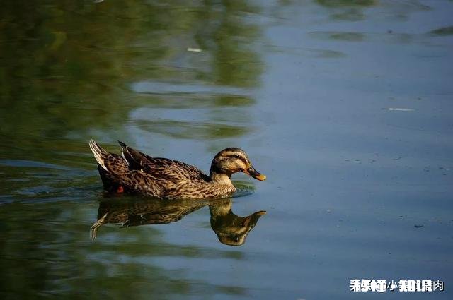 鸭肉容易消化吗