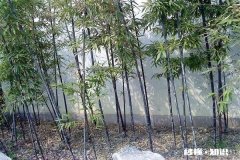 紫竹的叶子枯黄，该怎么办