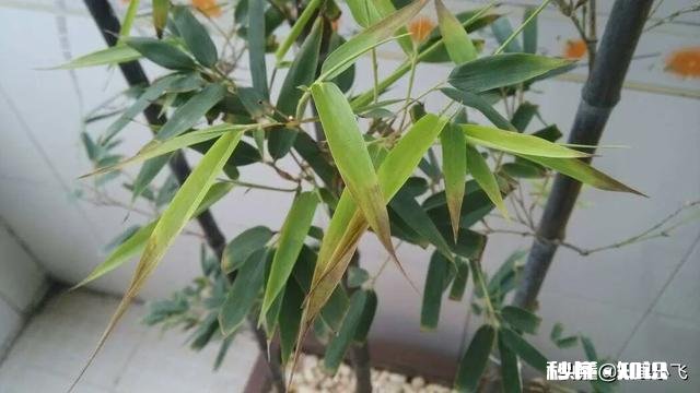 紫竹的叶子枯黄，该怎么办