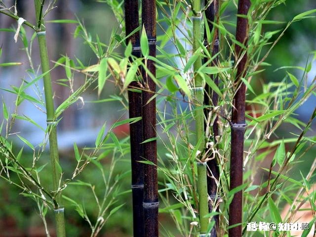 紫竹的叶子枯黄，该怎么办