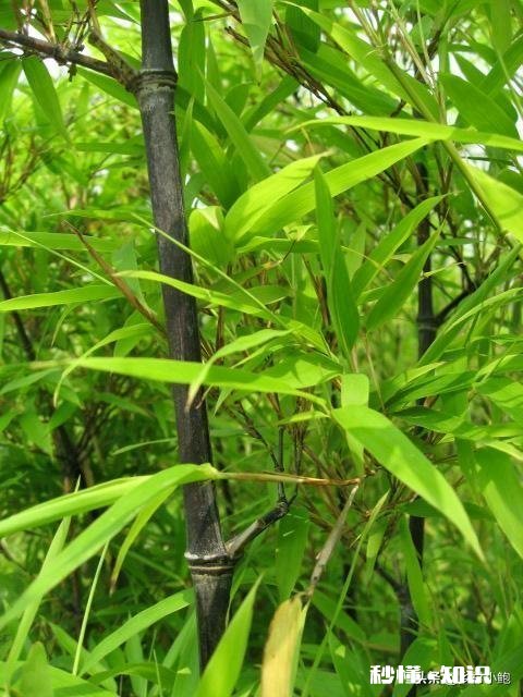 紫竹的叶子枯黄，该怎么办