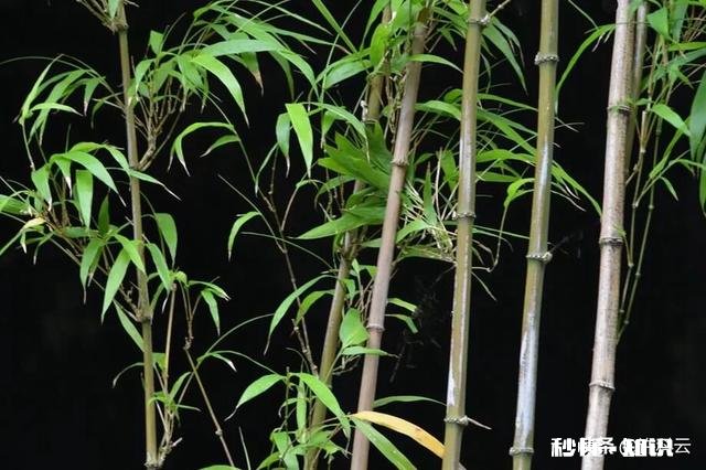 紫竹的叶子枯黄，该怎么办