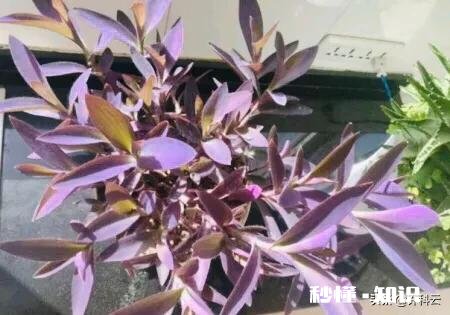 紫竹的叶子枯黄，该怎么办