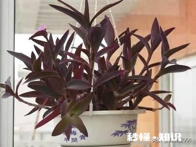 紫竹的叶子枯黄，该怎么办