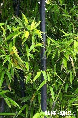 紫竹的叶子枯黄，该怎么办