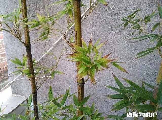 紫竹的叶子枯黄，该怎么办