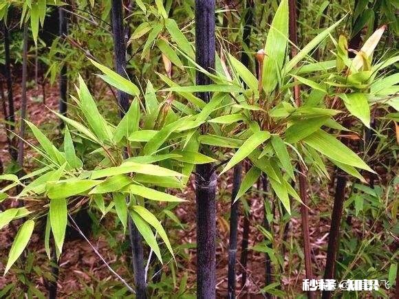 紫竹的叶子枯黄，该怎么办